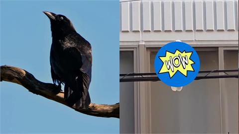 京都電線桿驚見「純白烏鴉」掀千萬朝聖！震驚日網：神明使者來了…