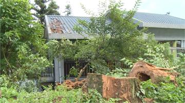 雲林午後暴雨颳強風 吹倒樟湖國小校樹壓壞屋頂