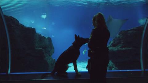 丹麥警犬新課程！　訓練師帶幼犬到水族館熟悉人群