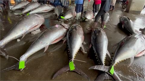 黑鮪魚捕撈量達「國際配額上限」　12日起停止捕撈　民眾搶買囤貨