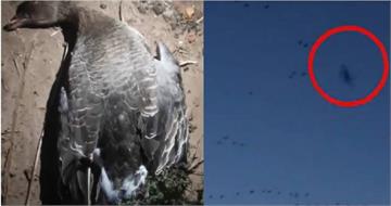 無人機闖候鳥天堂釀禍!低飛撞死大雁挨轟 殘忍畫面流出