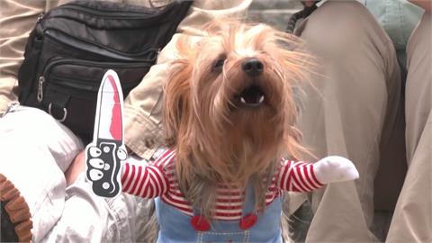 秘魯萬聖節「狗狗扮裝秀」　毛小孩扮成鬼娃恰吉、超級英雄