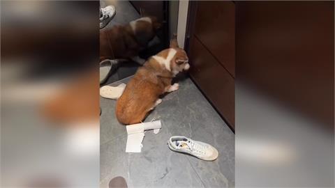 快新聞/殘忍虐打失智柯基!牙醫配偶也遭肉搜炎上「切割文」曝光