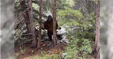 真有大腳怪？母女近距離見2公尺巨影、寵物犬嚇壞　研究者分析遷徙中