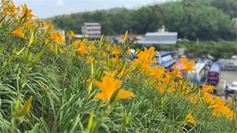 有夠水！　彰化花壇虎山巖「金針花盛開」　湧大批賞花人潮　爆踩踏亂象