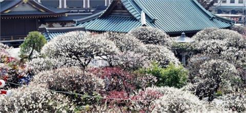 賞櫻注意！日本民間氣象公司公布第2次預測　東京櫻花3/21盛放