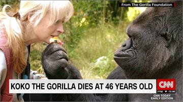 全世界最聰明大猩猩「可可」過世 享年46歲