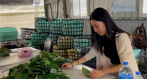 包檳榔「荖葉」華麗轉身！　蒸餾成純露製成手工皂、面膜等開發商機