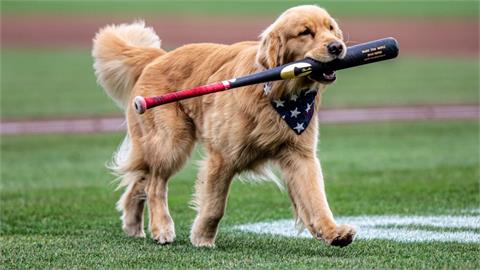 MLB(影)／萌翻全場！國民隊黃金獵犬要升大聯盟　本季撿棒成功率百分之百
