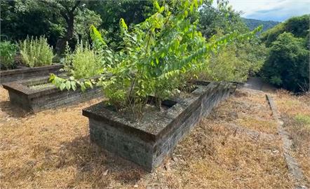 仁山植物園草地枯黃被噴除草劑？　/園區：連日高溫影響、將加強灌溉