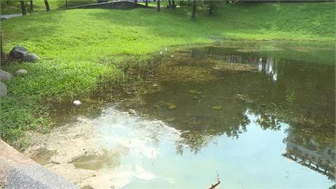 台中大里東湖公園滯洪池成髒亂「生態池」　驚見紅色福壽螺卵