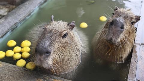 快新聞／冬至大雪紛飛　日本多地動物園推出「水豚溫泉」