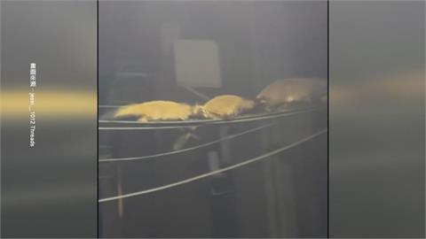 信義區驚見白鼻心夜間排隊「走電線」　畫面曝光引討論