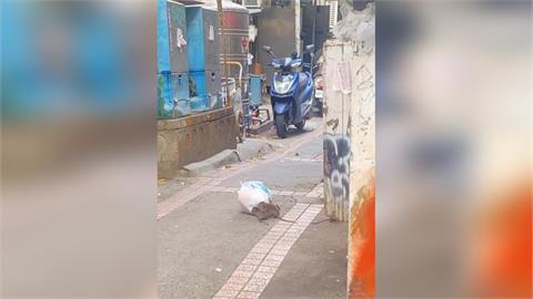 有老鼠！台北市大安區漢他病毒一死　民眾驚街頭肥鼠竄