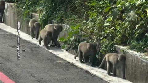 台中雲林目擊猴群結黨出沒　數量驚人宛如猴子大遷徙！