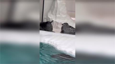 快新聞／直擊水族館「海豹打架」太可愛　網笑翻：跟貓咪一樣