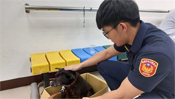 狗狗聽聞雷聲驚逃誤闖診所 桃警暖心安撫助尋回飼主