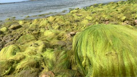 屏東海生館海灘現美麗「綠地毯」　恐有生態危機