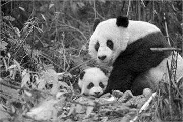 自然界十大「心腸惡毒」的動物母親：熊貓和母獅上榜，第一名真的是心狠手辣！