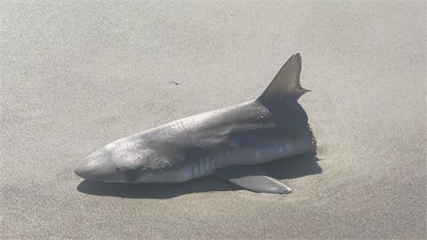 鯊魚遭「腰斬」剩半截慘躺沙灘　網推論「大怪獸」襲擊！或人為因素？