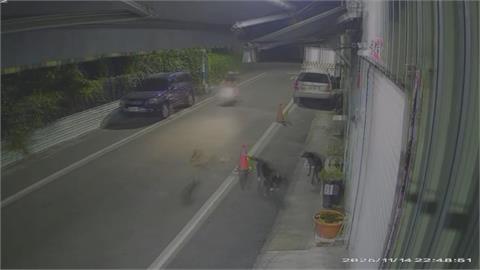 飼主未繫繩！　高雄又傳比特犬狠咬流浪狗「拖行到路中」