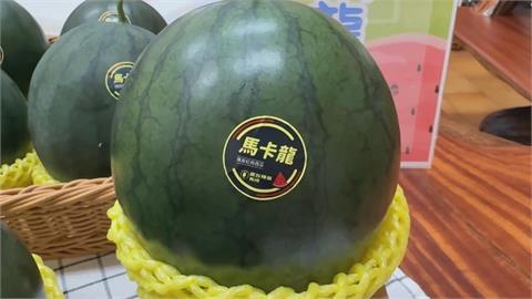 LV級"馬卡龍西瓜"小而美 屏東九如農會搶鮮上市