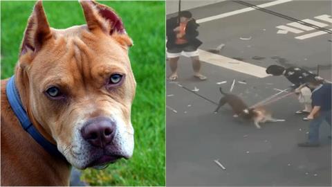 比特犬飼主要提告「救援民眾」稱牠被打死！「1疑點有詐」動保科查真相