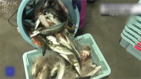 日本福島5縣食品全解禁！　食藥署：取消邊境逐批檢查、回歸常態管理