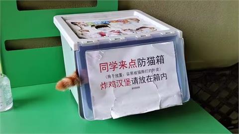 怕貓偷吃外送餐！設置「防貓箱」遭攻破　逗趣畫面網笑歪：是包廂