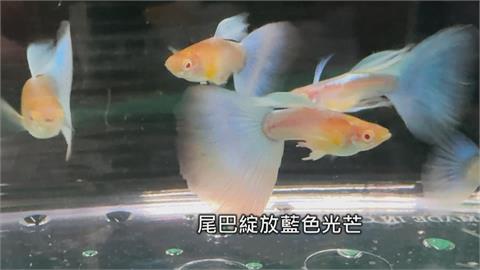 屏東孔雀魚超夯！　產值占全台7成　人工改良魚尾特徵