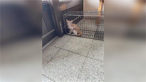 太好了！高雄林園幼貓遭船長丟入海取樂　黃文益：救出2隻比對中