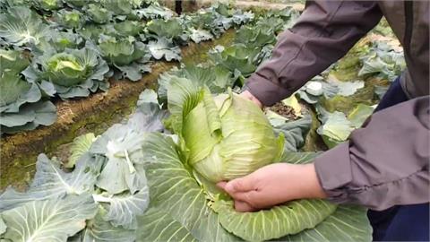 高麗菜價格崩跌農民採收不及　　開放民眾每顆十元自採