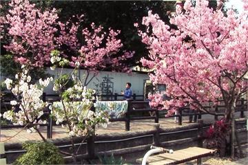誰說新竹很難玩！連假到「這」賞櫻 就像漫步日本街頭