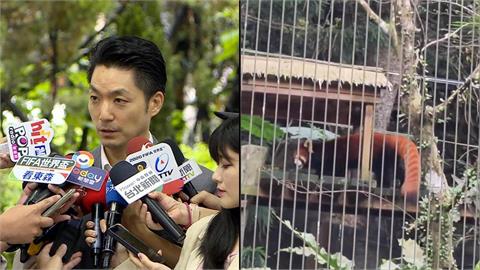 政治考量？蔣萬安捧上海來的卻冷落日本小貓熊？王瑞德提醒：別忘了老鼠！