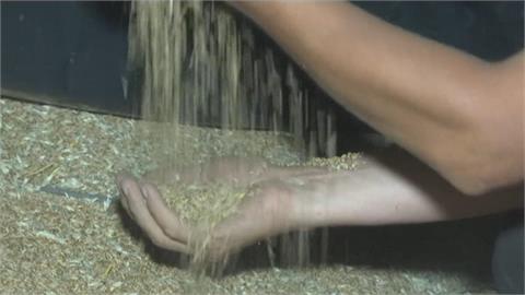 烏克蘭小麥堆滿倉卻運不出去　農民叫苦連天　土耳其總統喊要助糧食出口
