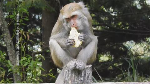 攔路打劫！塔塔加園區猴群搶奪遊客食物 