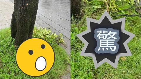 台北雨彈轟不停市區「慘發霉」!樹叢「長滿蘑菇」畫面曝…網驚喊能吃嗎