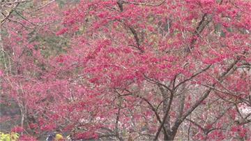 暖冬促花開！粉嫩「阿里山櫻花季」下周登場