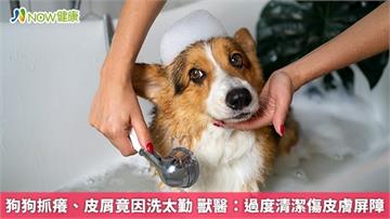 狗狗抓癢、皮屑竟因洗太勤 獸醫：過度清潔傷皮膚屏障
