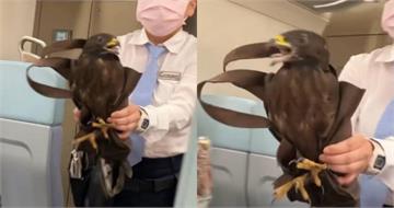 台鐵出現不速之客！　女列車長「徒手抓老鷹」畫面曝
