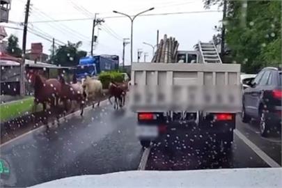 馬路上有馬！宜蘭壯圍7匹馬兒「逆向行駛」逛大街　駕駛人忙閃避