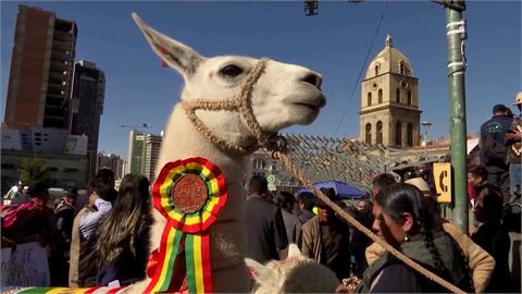 放牧羊駝逾4千年　玻利維亞辦「大羊駝」慶典支持8萬家庭生計