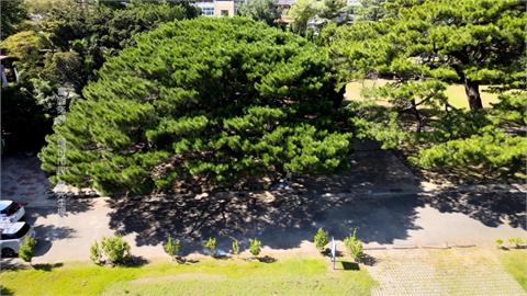 祕境！斗煥國小藏15棵琉球松樹成松群