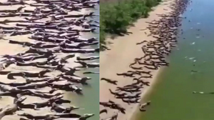 成千上萬鱷魚「集體入侵海灘」？影片真假引起網友熱議