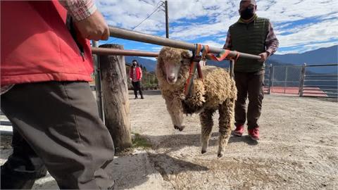 清境農場"咩仔救援隊"　模擬小綿羊受傷救護送醫