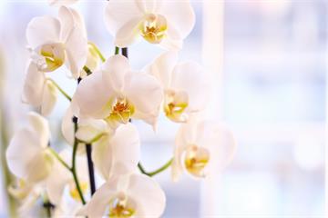 桃花貴人一次到位！5款擺在家能招好姻緣的「神級風水花」