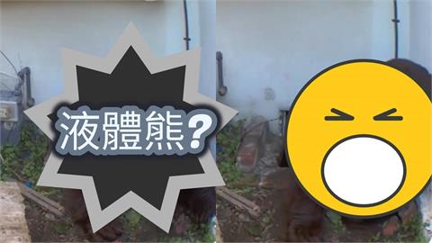 「200公斤巨熊」液體做的?硬擠地下室「8個月」屋主才知…驚悚畫面流出