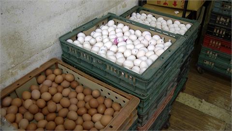 白蛋賣到每斤103元　缺蛋延燒！業者喊苦：賺不到錢