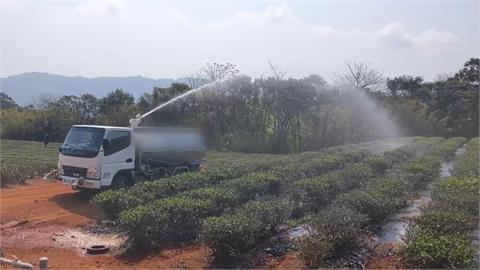苗栗水情拉警報！　茶農估損失三成　自費請水車澆灌