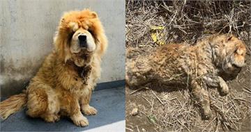 鬆獅犬「全身泥濘」受困排水溝　飼主拒領回遭重罰11萬、列終身黑名單
